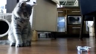Playful Pets