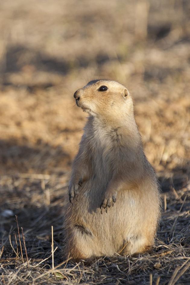 Varmints