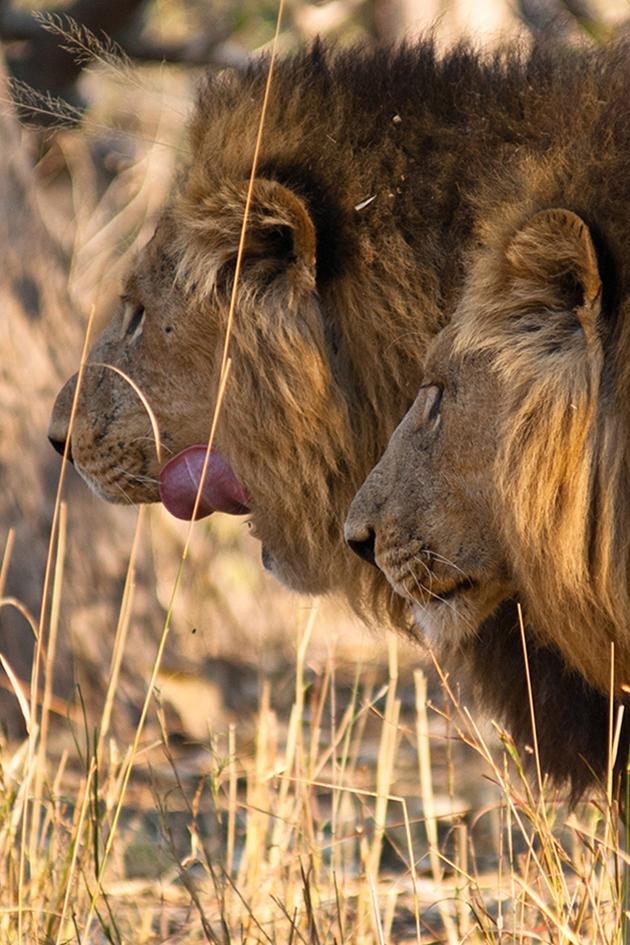 Lion Brothers: Cubs To Kings