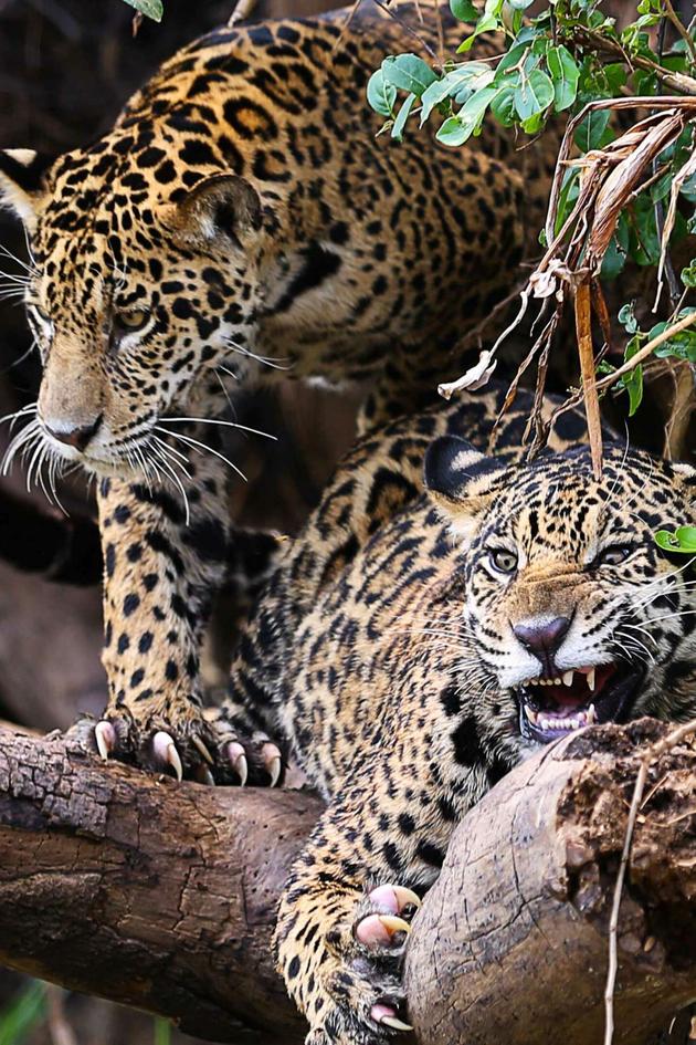 Jaguarland