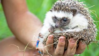 Creatures Great and Small