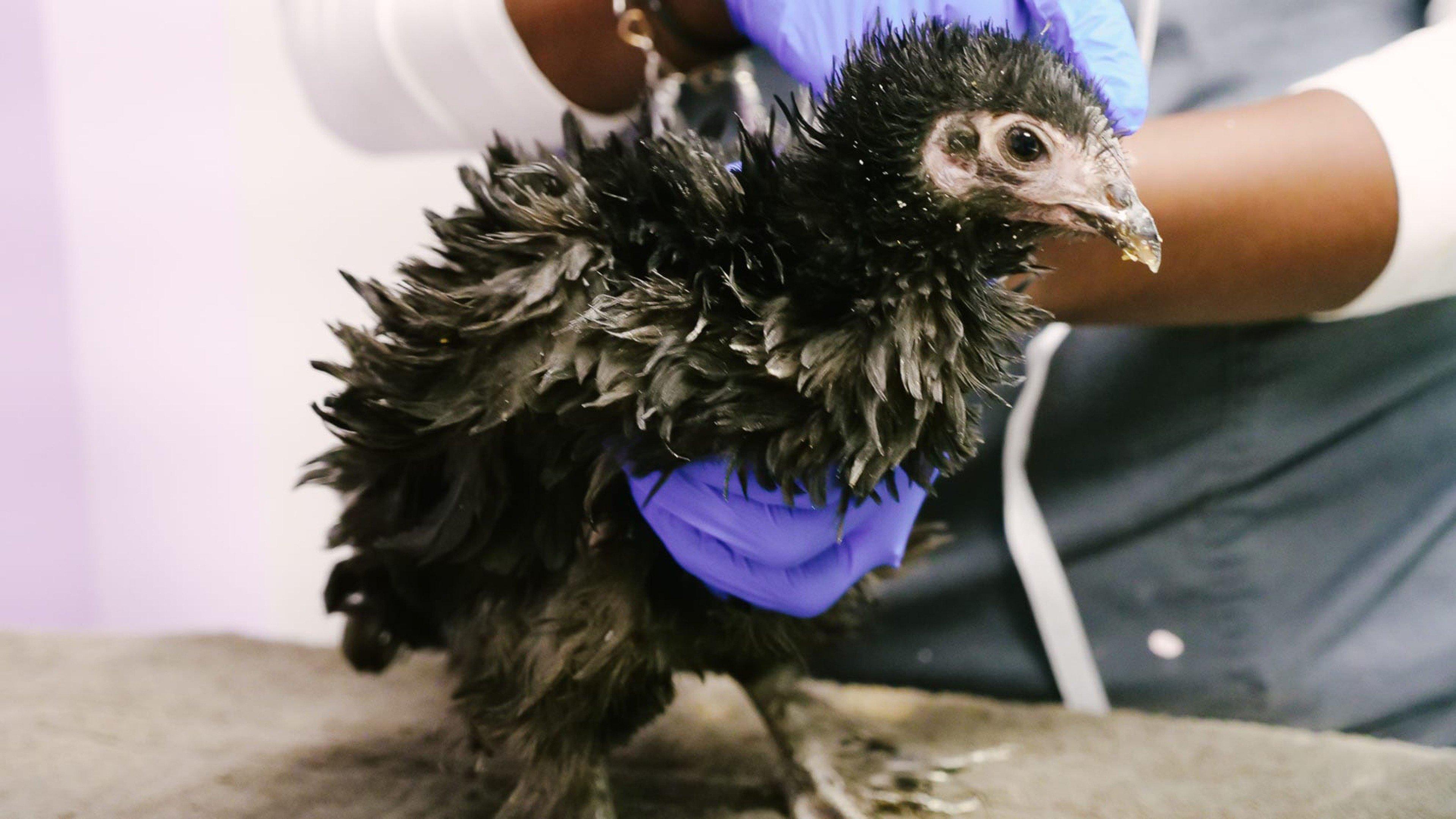 The Vet Life Houston Ink