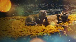 Chungungo: The World's Smallest Otter