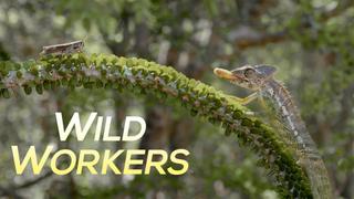 Wild Workers