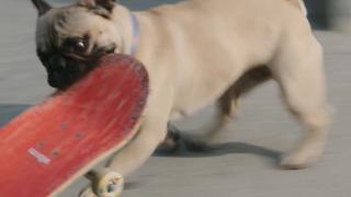 Ruff Riders