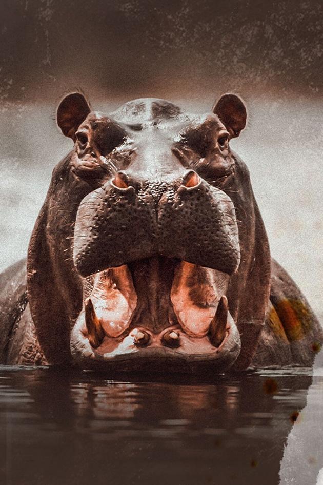 The Hunt for Escobar's Hippos