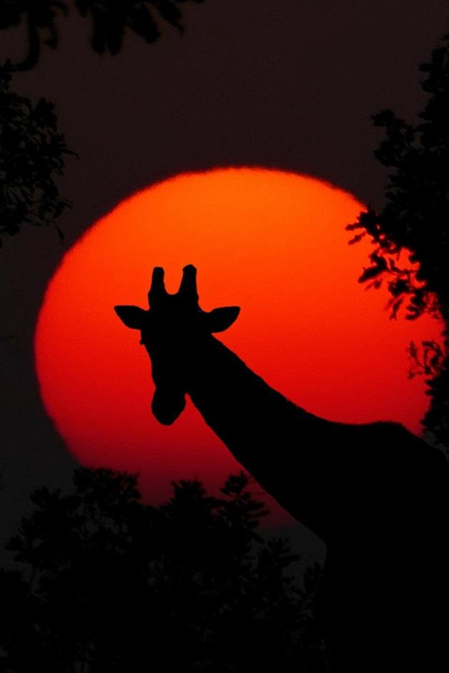 Wildest Africa