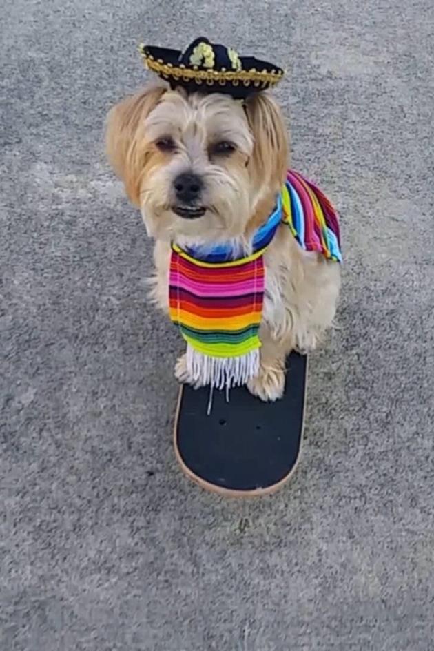 Pets In Threads