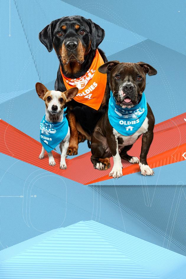 Puppy Bowl XVI Presents: The Dog Bowl III