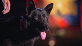 Young Dog, Old Tricks
