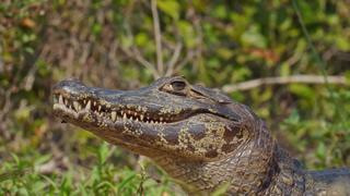 Realm of the Caiman