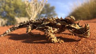 Aliens of the Outback