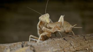 Exterminators