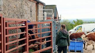 Testing the Cattle