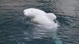 Big Is Beautiful