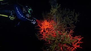 Coral Super Bowl