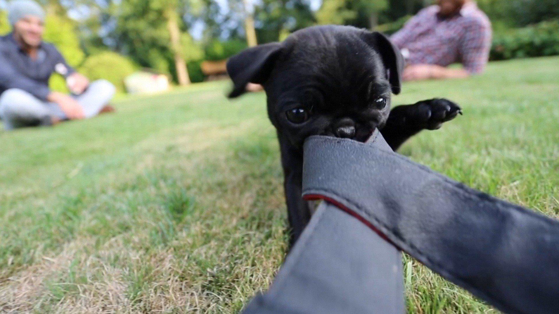 Animals Unscripted Zoomies