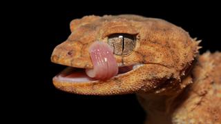 Night of the Geckos