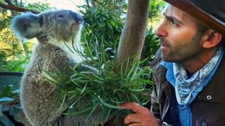 Marsupial Madness