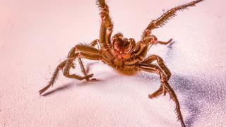 Arachnophobic Nightmares