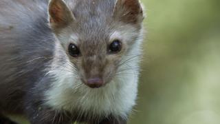 Weasels and raccoons