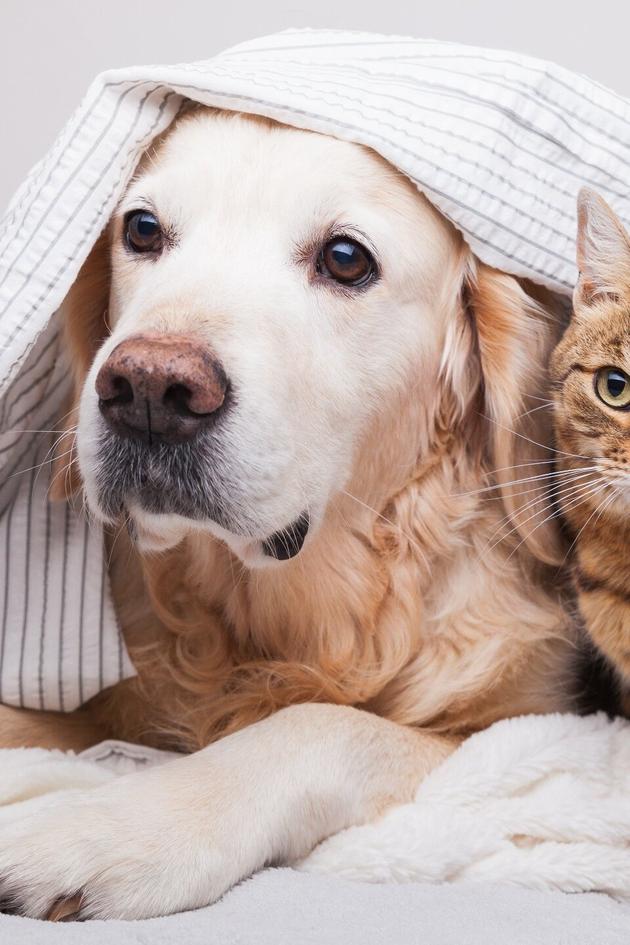 Animalkind