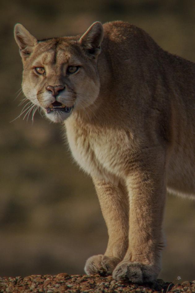 Into The Puma Triangle