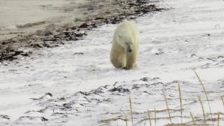 Polar Bear