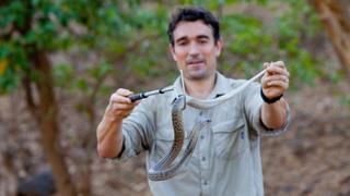 King Cobra