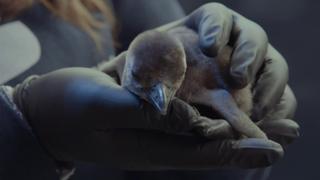 Four Chicks and Counting