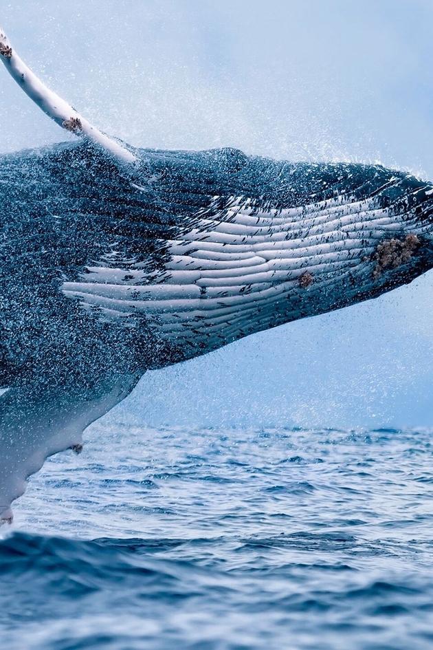 Wonders of the Ocean