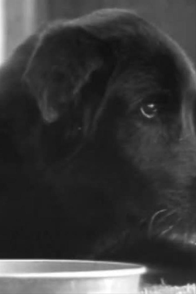 Dog Story