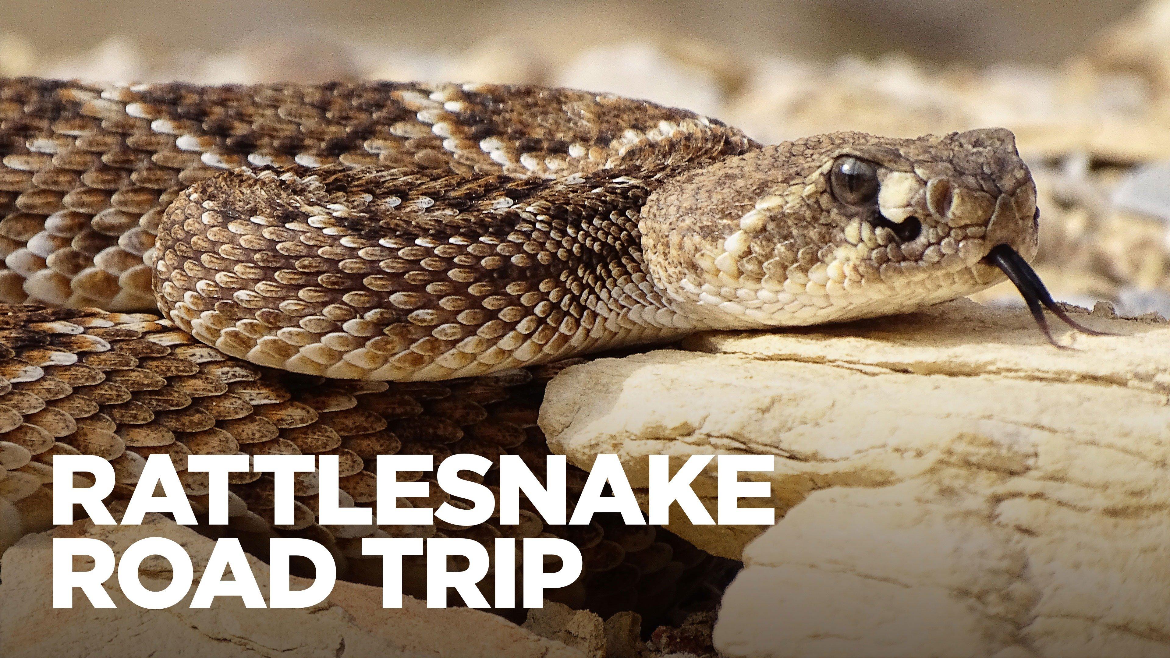 Watch Rattlesnake Road Trip Streaming Online on Philo (Free Trial)