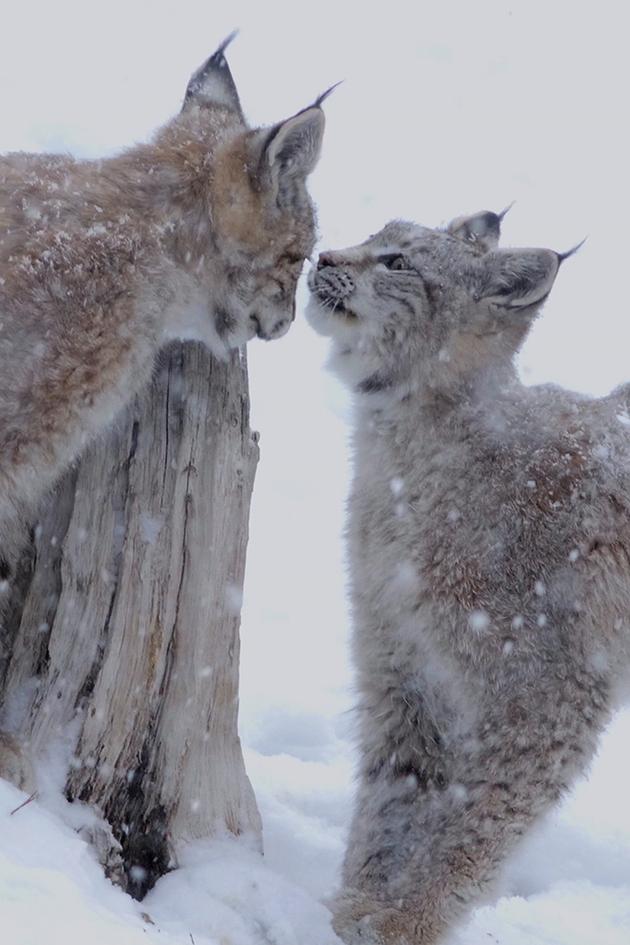Eurasian Lynx: The Queen in the North