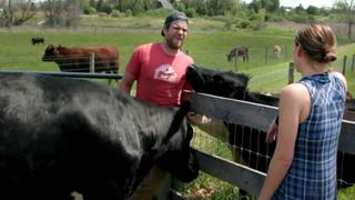 Working at the Cow Wash