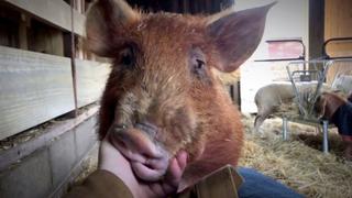 Reuniting the Herd