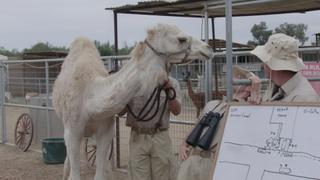 Mustangs and Camels
