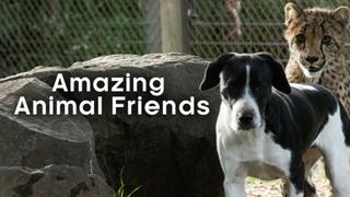 Amazing Animal Friends