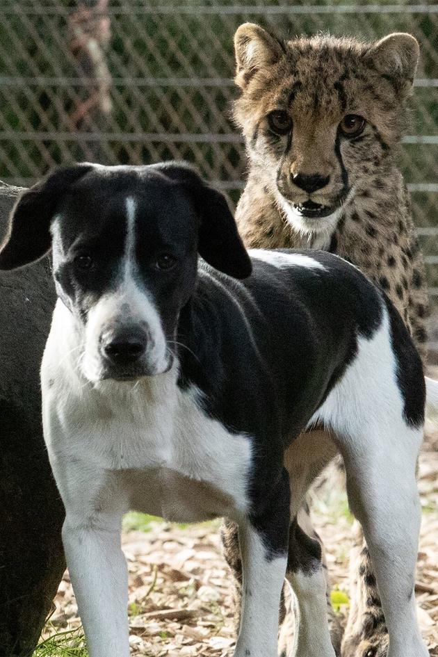 Amazing Animal Friends