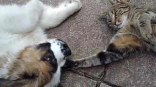 Funny Puppies