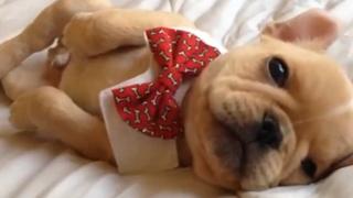 Puppies and Beyond