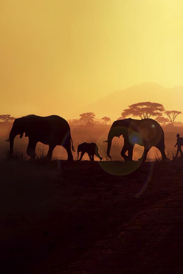 Walking with Elephants