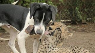 Beast Buddies