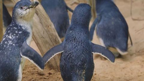 Penguins in Love