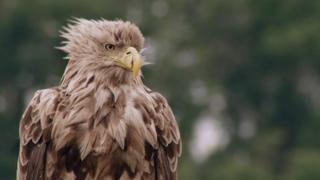 Eagles And Hawks