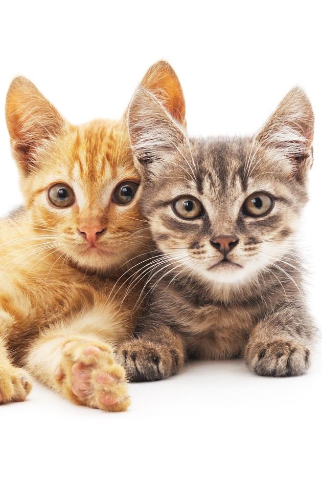 The Pet Collective Specials