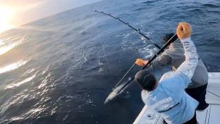 Cinderella Tuna