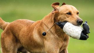 Super Retriever Series: Crown Championship Open Division Champions