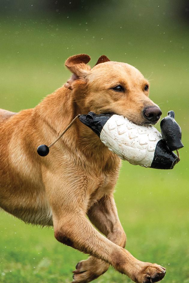 The Super Retriever Series Crown Championship