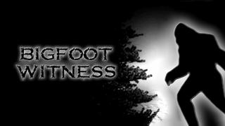 Bigfoot Witness